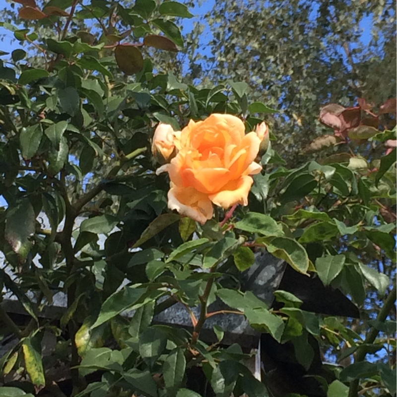 Rose Crepuscule in the GardenTags plant encyclopedia