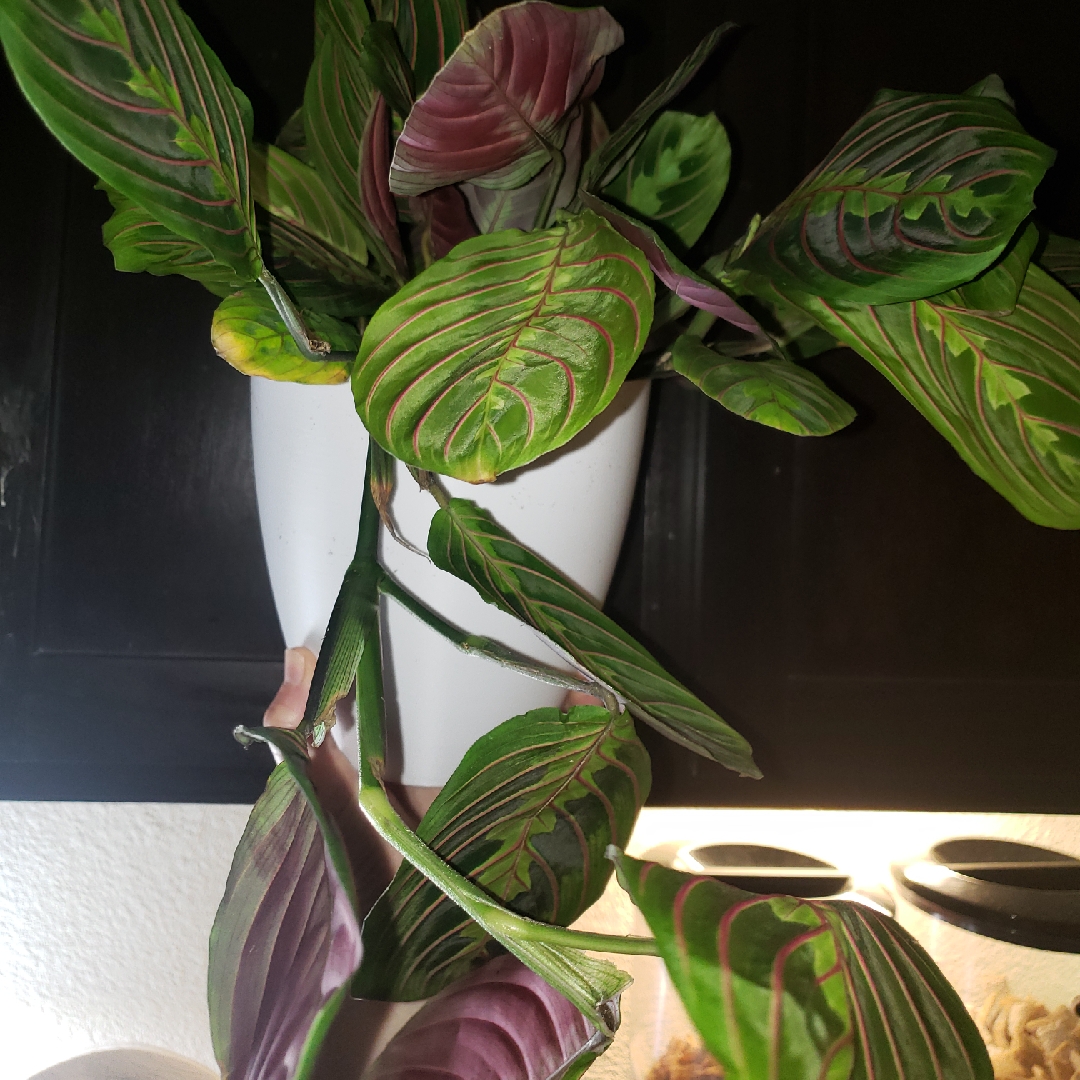 Red Maranta Prayer Plant in the GardenTags plant encyclopedia