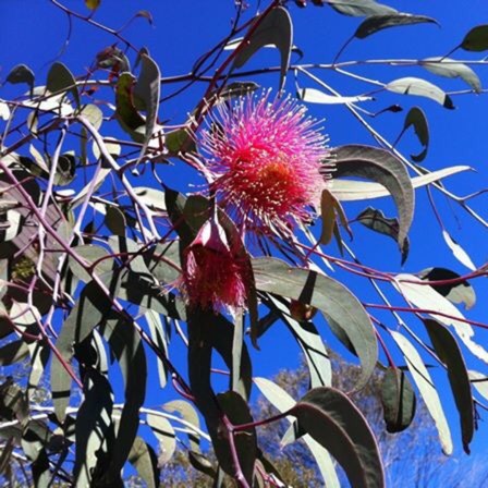 Eucalyptus Summer Red in the GardenTags plant encyclopedia