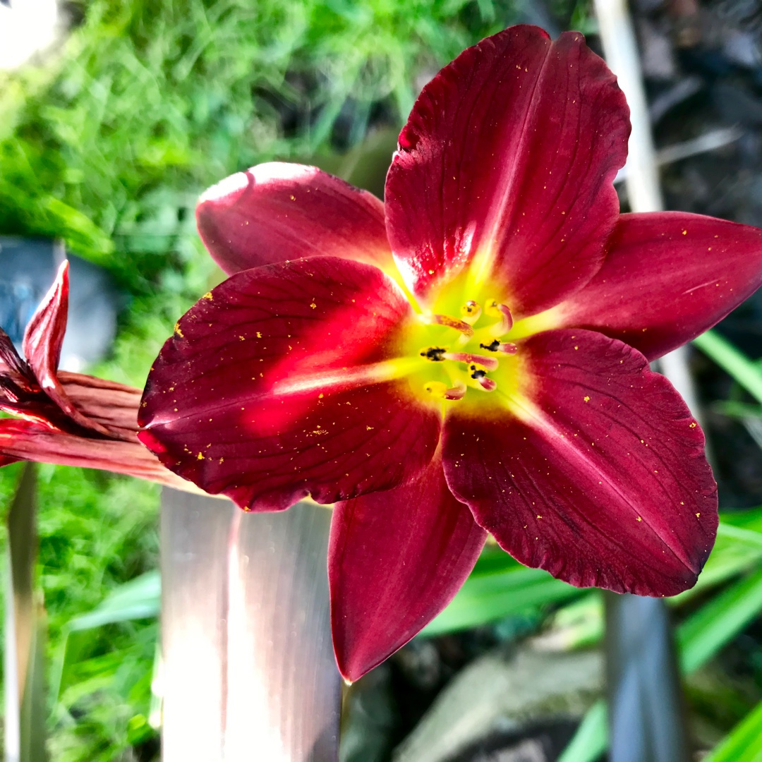 Daylily Violet Light in the GardenTags plant encyclopedia