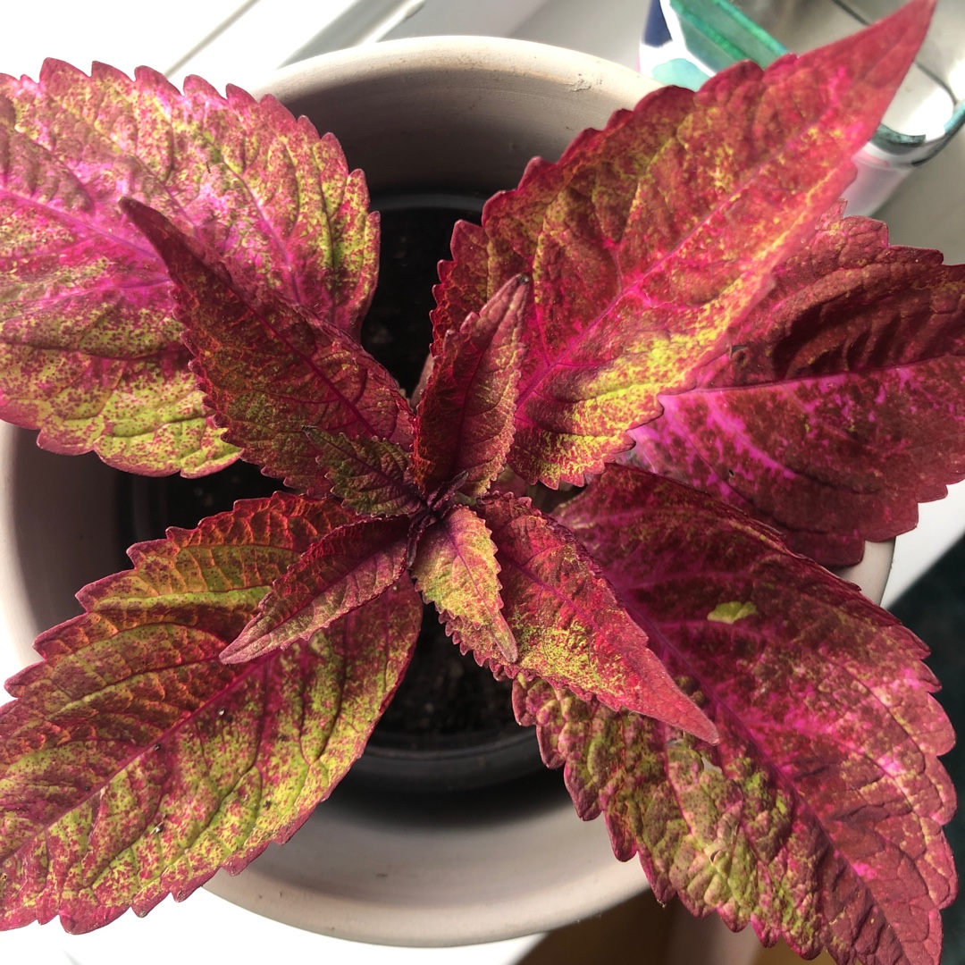 Coleus Royal Glissade in the GardenTags plant encyclopedia