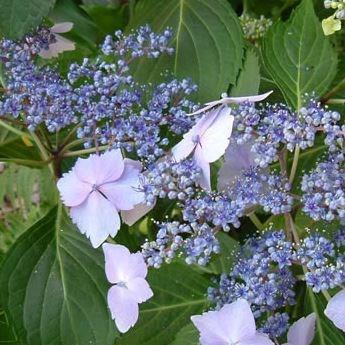 Hydrangea Mariesii Lilacina in the GardenTags plant encyclopedia