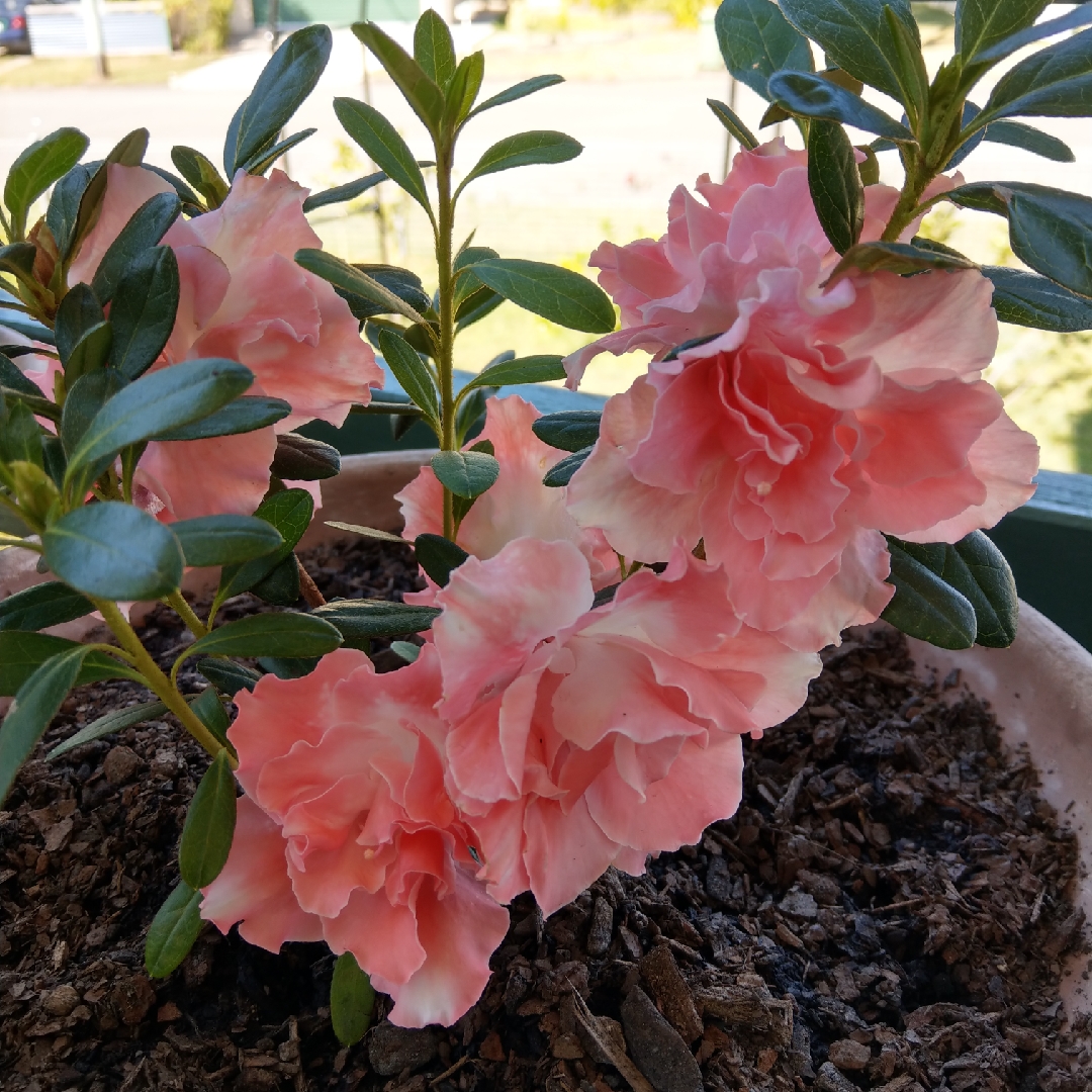 Azalea Comtesse de Kerchove in the GardenTags plant encyclopedia