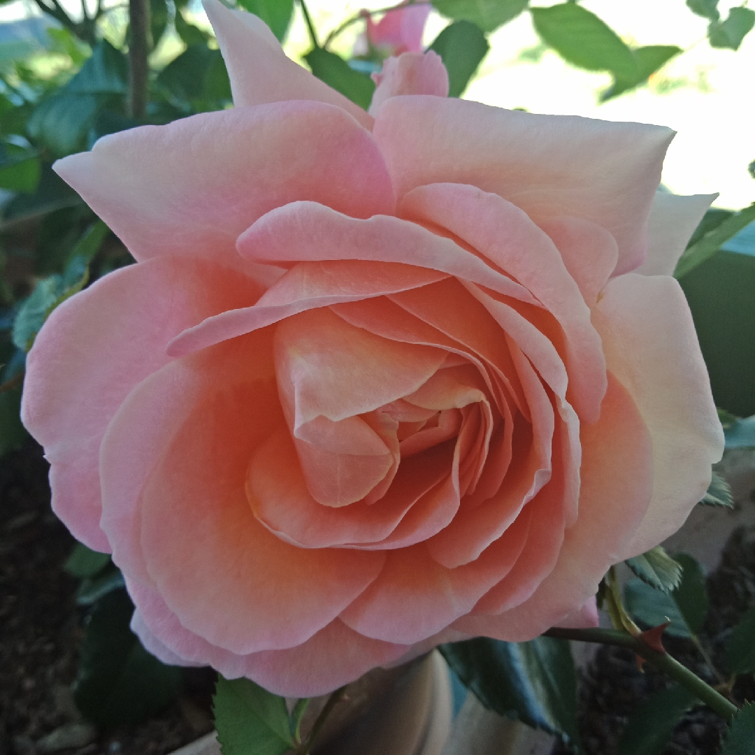 Rose Fragrance King Terrazza (Patio) in the GardenTags plant encyclopedia