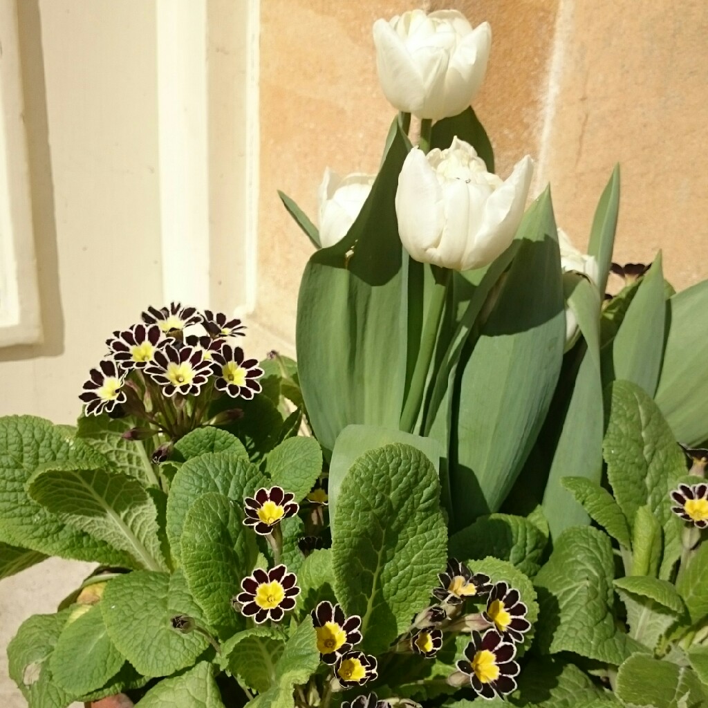 Tulip Evita (Double Early) in the GardenTags plant encyclopedia