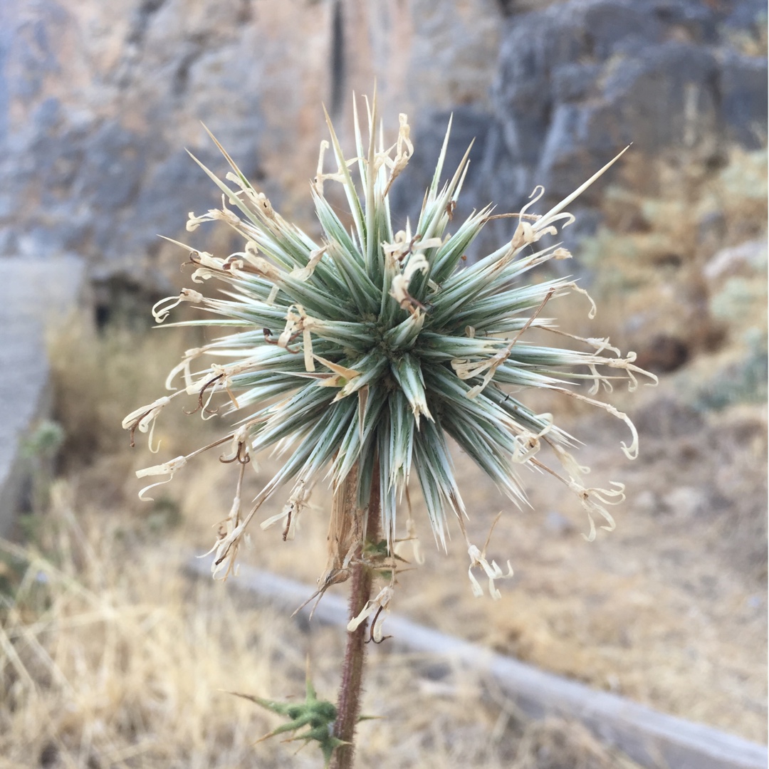 Globe Thistle (Species) Viscous Globe Thistle in the GardenTags plant encyclopedia