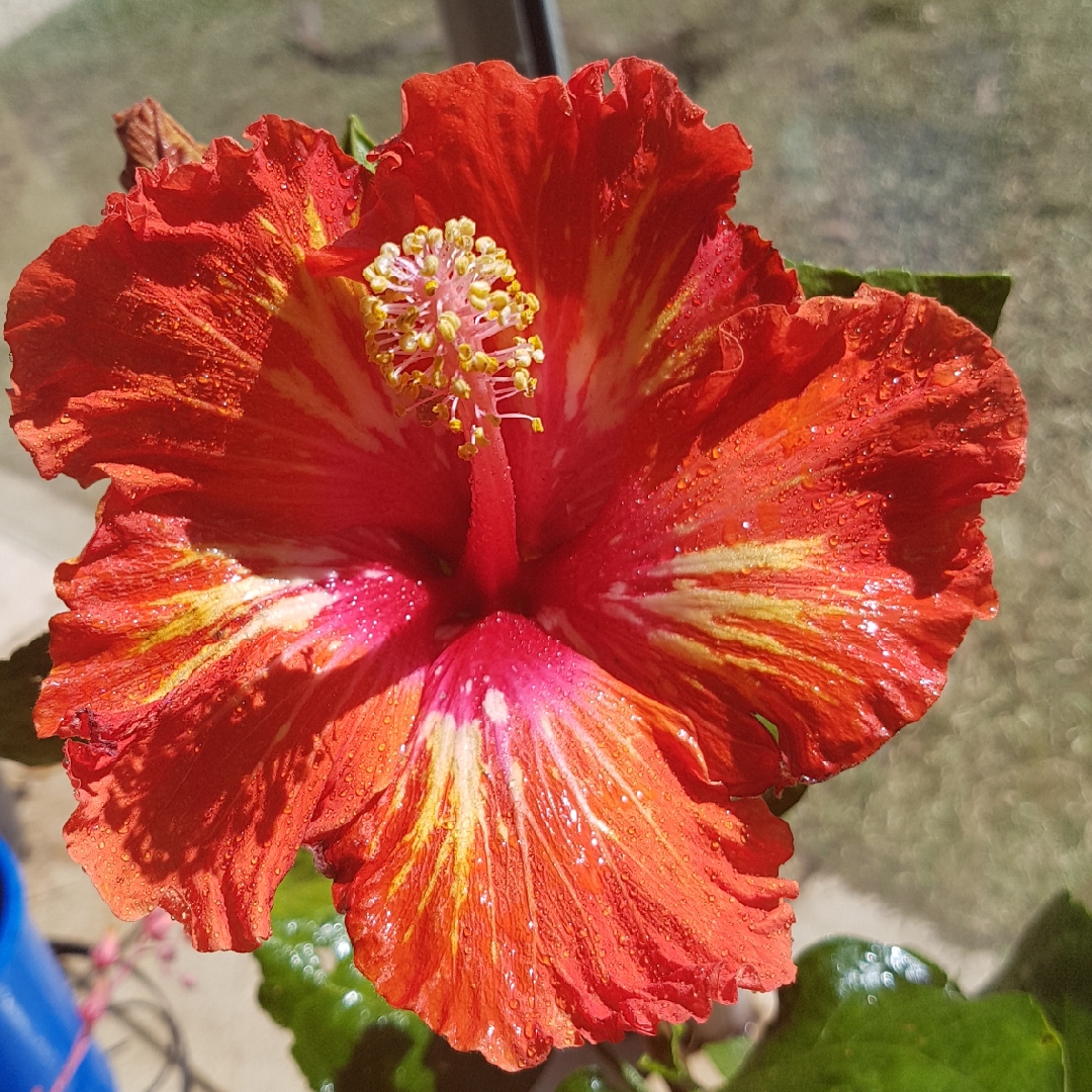 Tropical Hibiscus Lady Cilento in the GardenTags plant encyclopedia