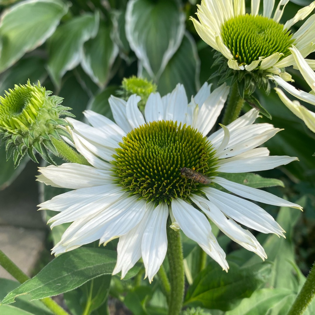 Coneflower Kismet White in the GardenTags plant encyclopedia