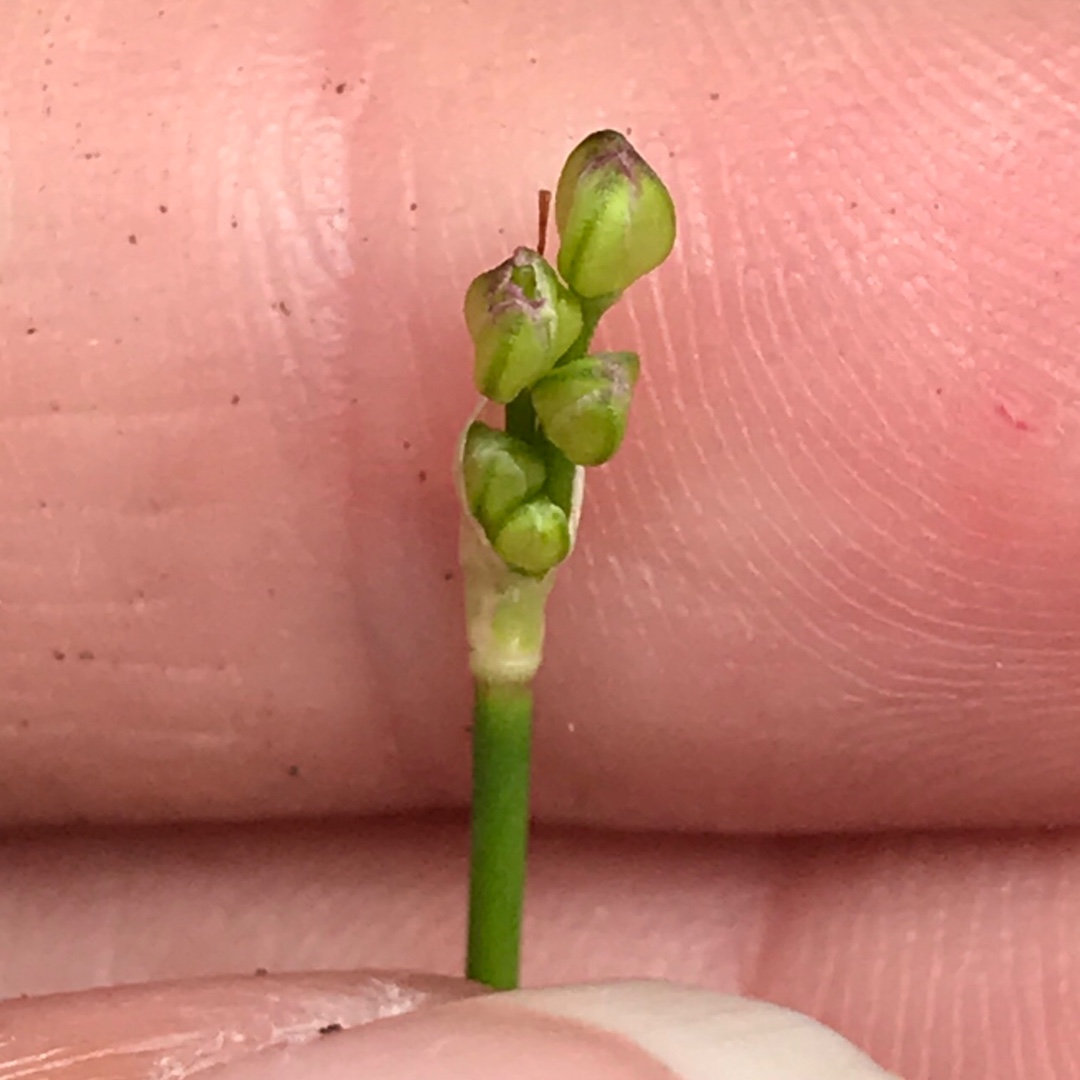 Allium (Species) Thunberg Chive in the GardenTags plant encyclopedia