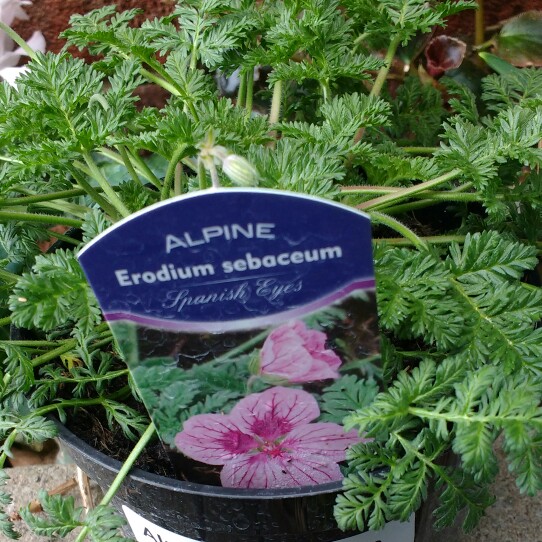 Storksbill Spanish Eyes in the GardenTags plant encyclopedia