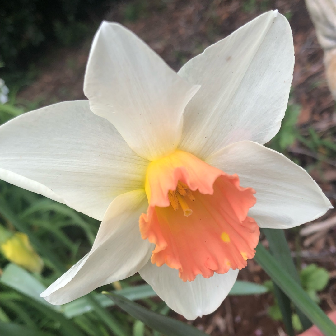 Daffodil Accent (Large-cupped) in the GardenTags plant encyclopedia