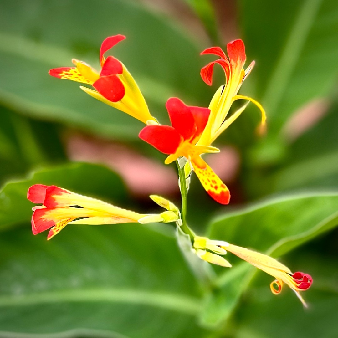 Canna (Species) Brasiliensis Canna in the GardenTags plant encyclopedia