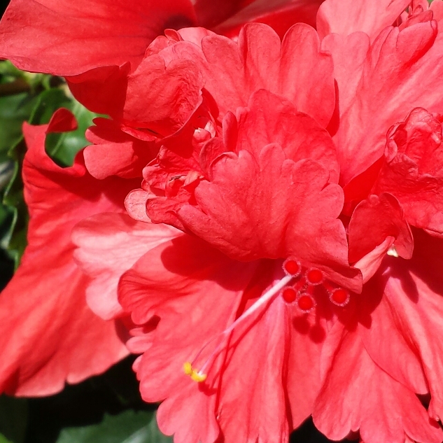 Tropical Hibiscus El Capitolio in the GardenTags plant encyclopedia