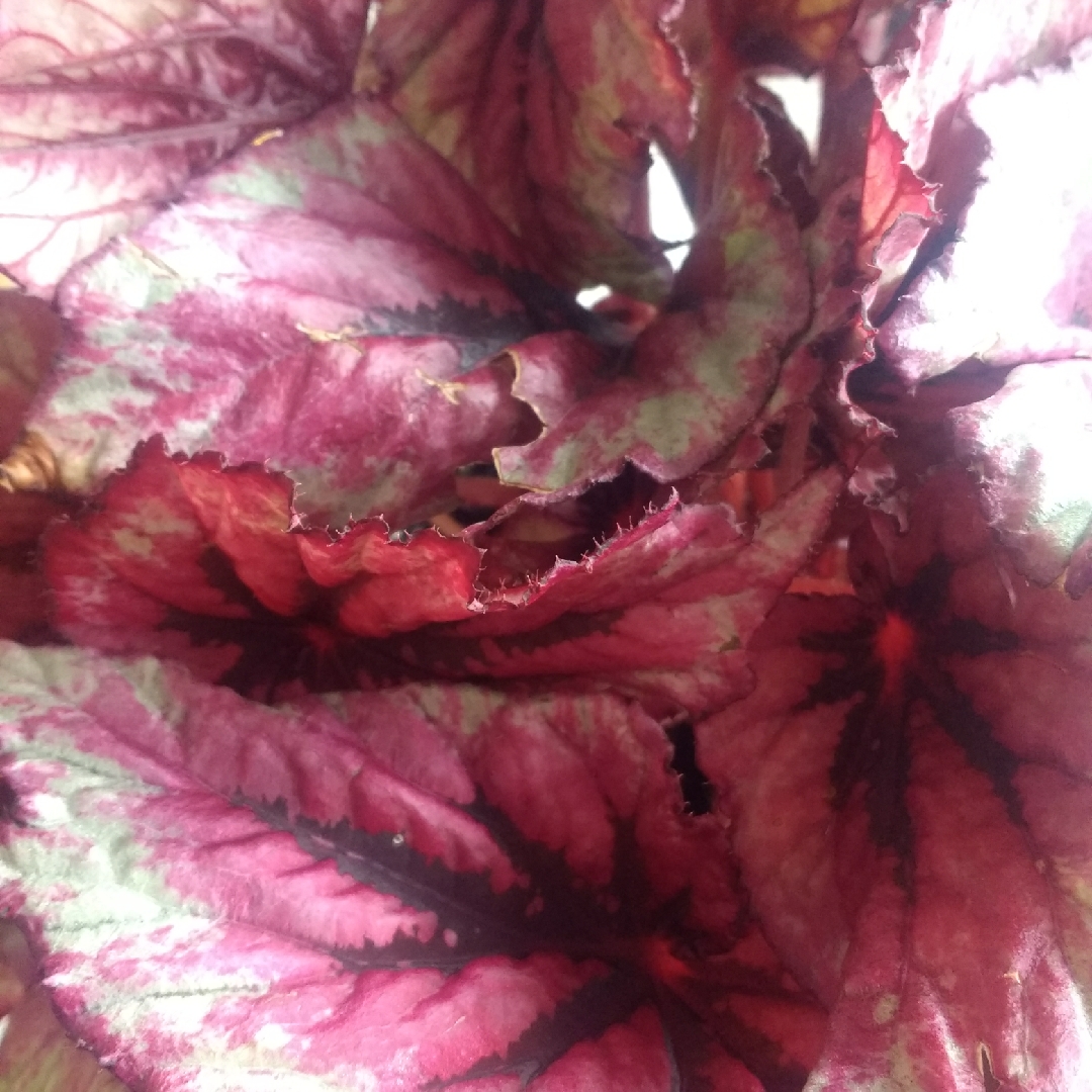 Rex Begonia Evening Glow in the GardenTags plant encyclopedia