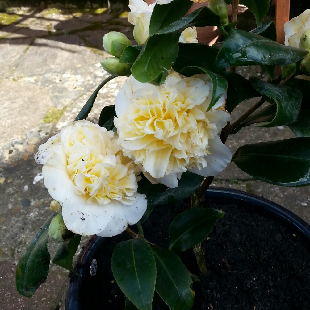 Camellia April Blush in the GardenTags plant encyclopedia