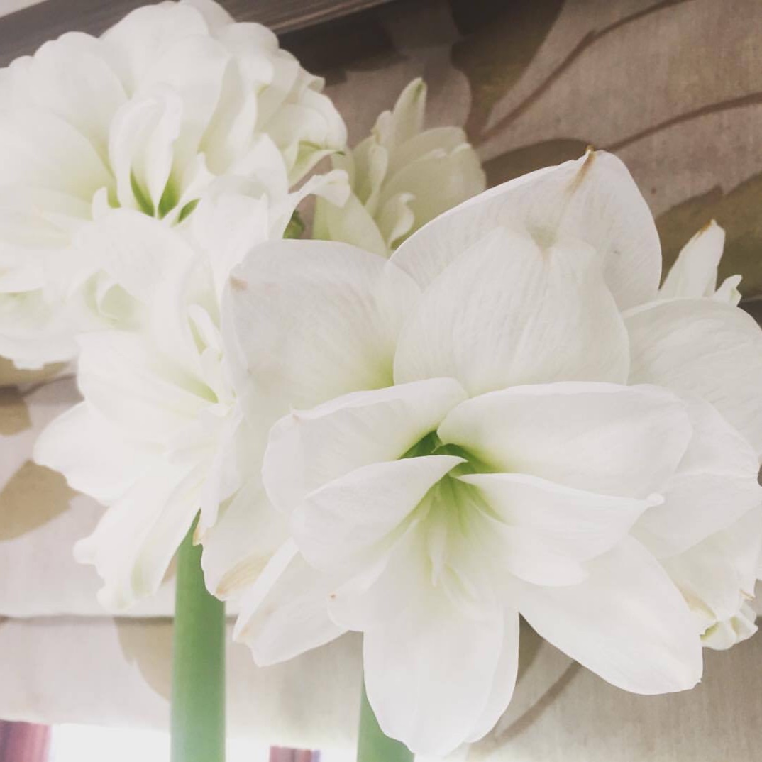 Hippeastrum Alfresco in the GardenTags plant encyclopedia