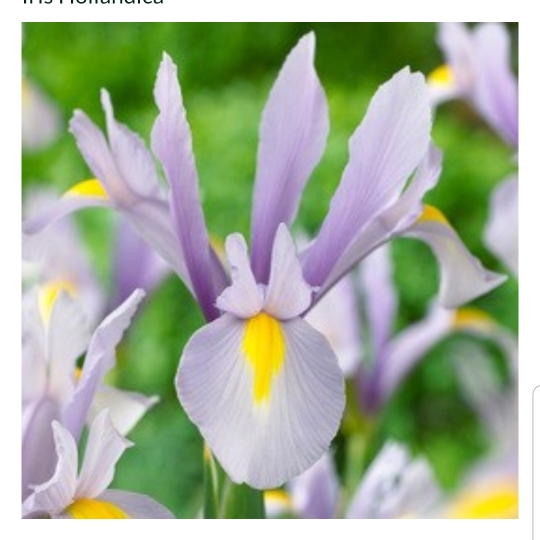 Dutch Iris King Mauve in the GardenTags plant encyclopedia