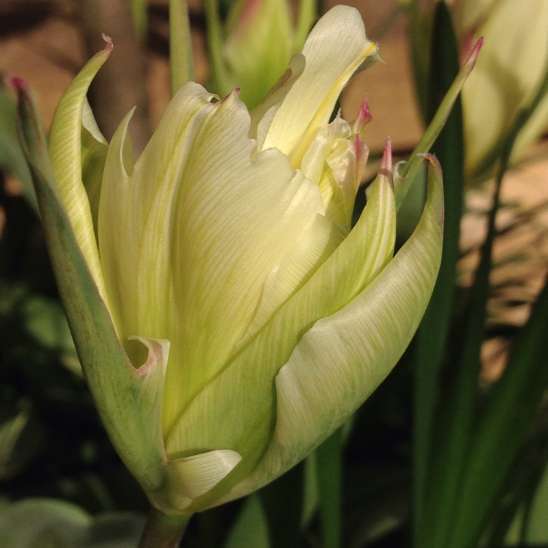 Tulip Spring Green (Viridiflora) in the GardenTags plant encyclopedia