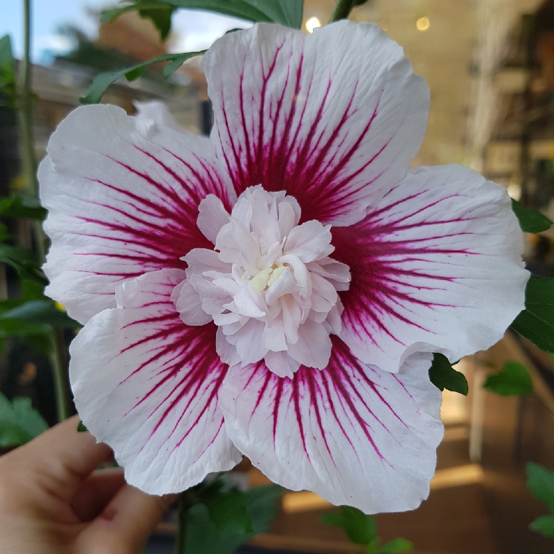 Rose Of Sharon Starburst Chiffon in the GardenTags plant encyclopedia