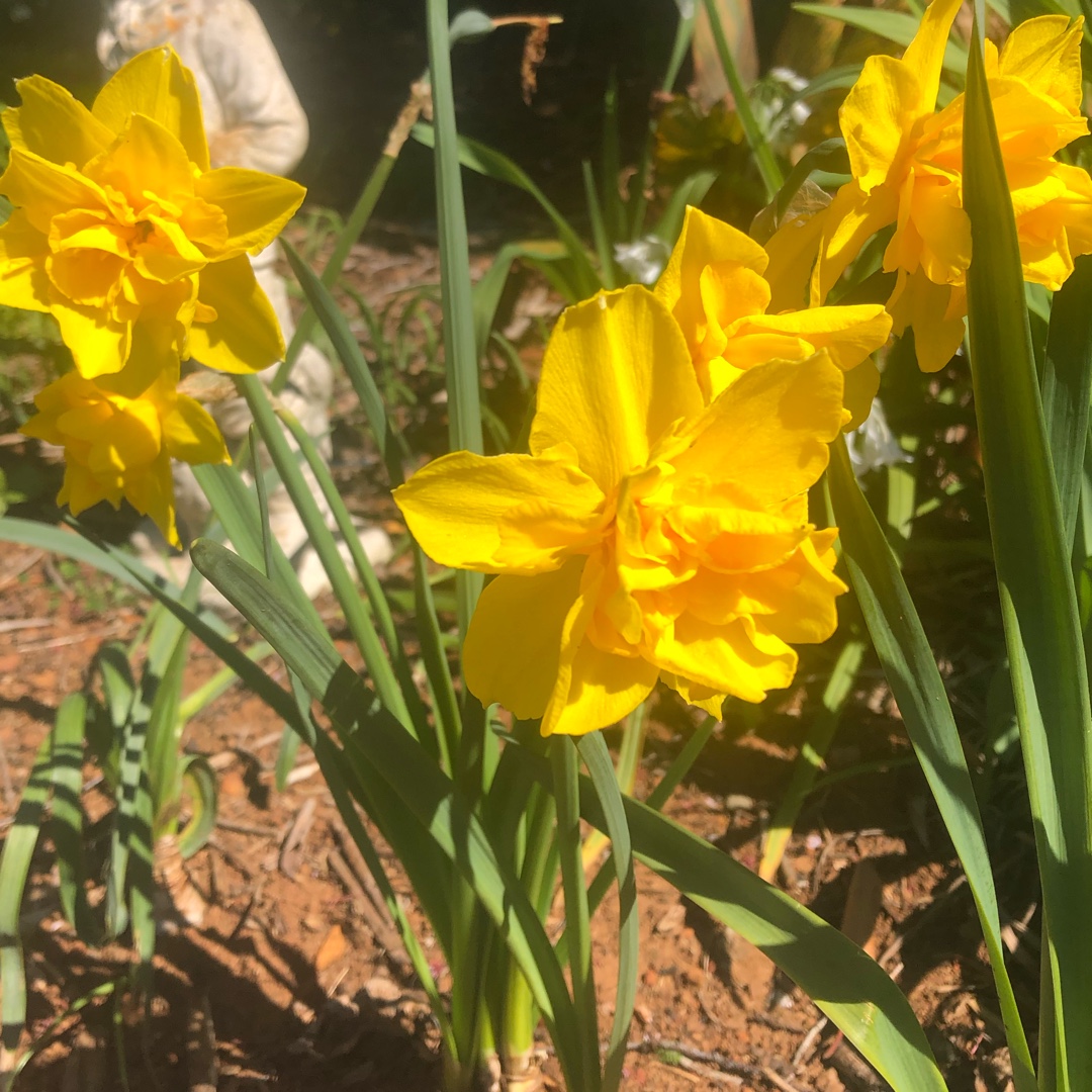 Daffodil Double Smiles (Double) in the GardenTags plant encyclopedia