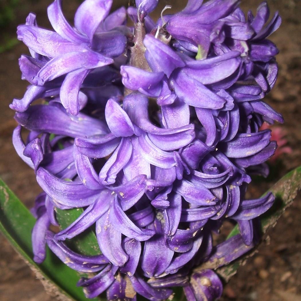 Hyacinth Ostara in the GardenTags plant encyclopedia