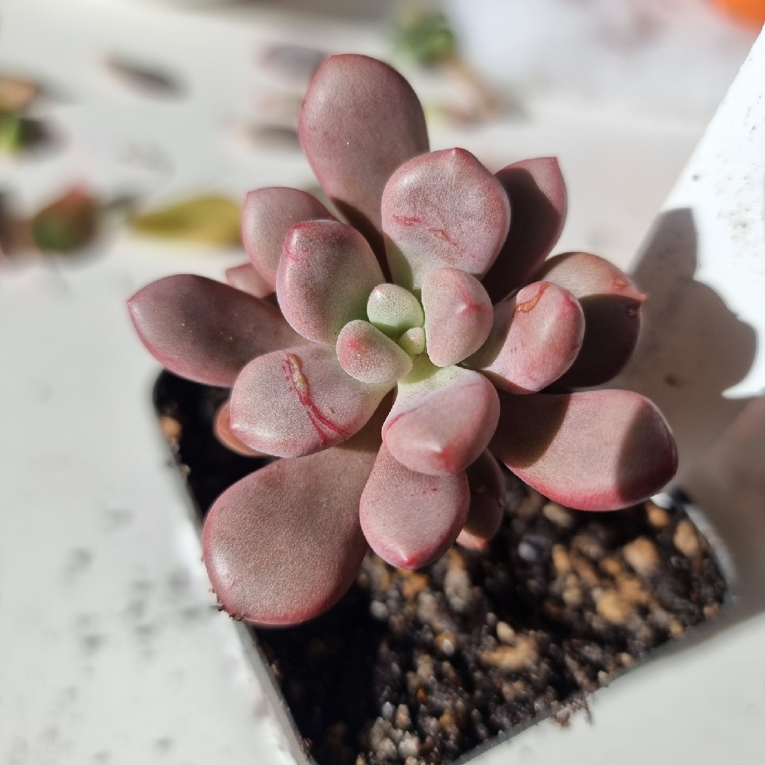 Graptoveria Avante Garde PKJ in the GardenTags plant encyclopedia