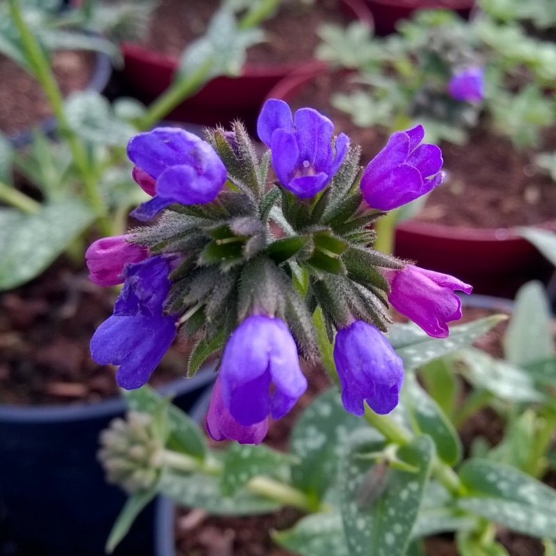 Lungwort Roy Davidson in the GardenTags plant encyclopedia