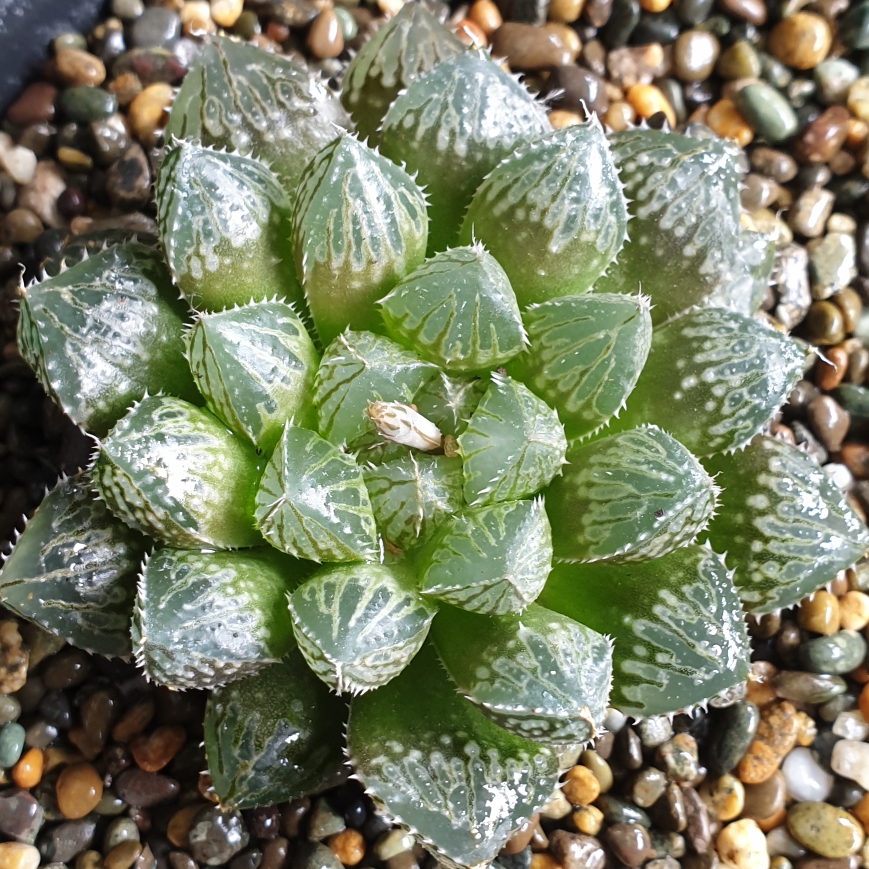 Haworthia Cooperi Red Rock in the GardenTags plant encyclopedia