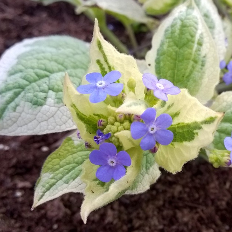 Siberian Bugloss Dawsons White in the GardenTags plant encyclopedia