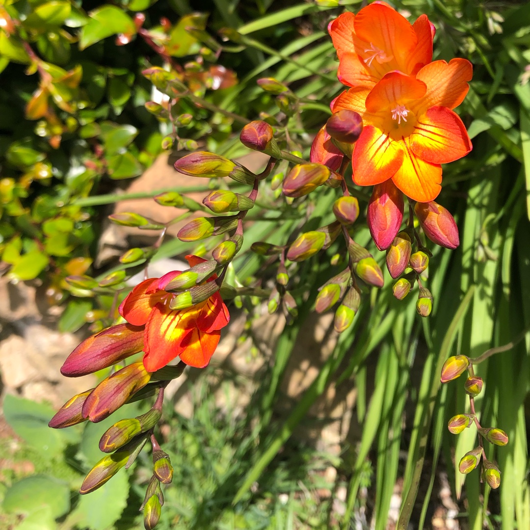 Freesia Santorini in the GardenTags plant encyclopedia