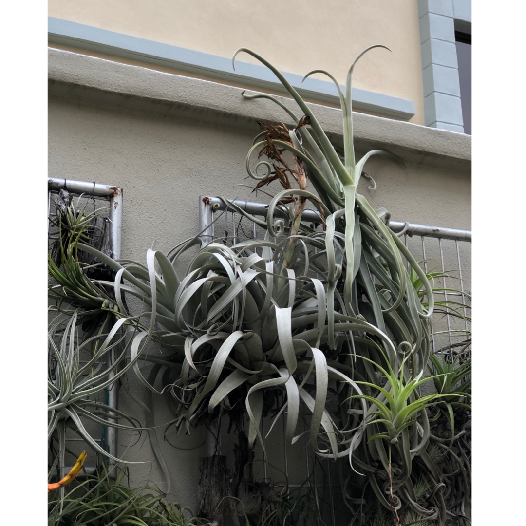 Airplant (Species) Tillandsia duratii in the GardenTags plant encyclopedia