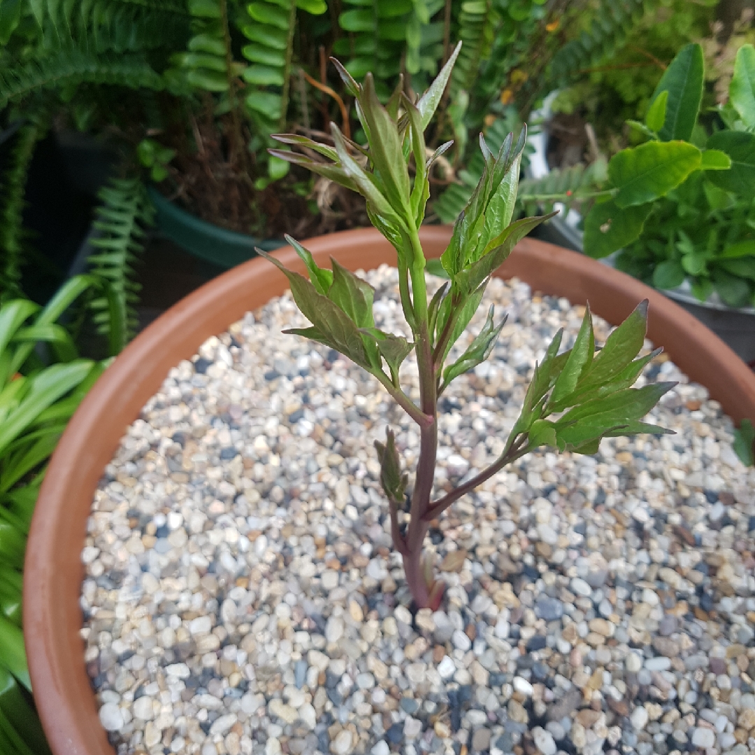 Peony Felix Supreme (Herbaceous) in the GardenTags plant encyclopedia