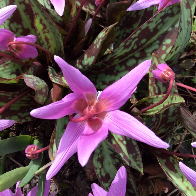 Dogtooth Violet in the GardenTags plant encyclopedia