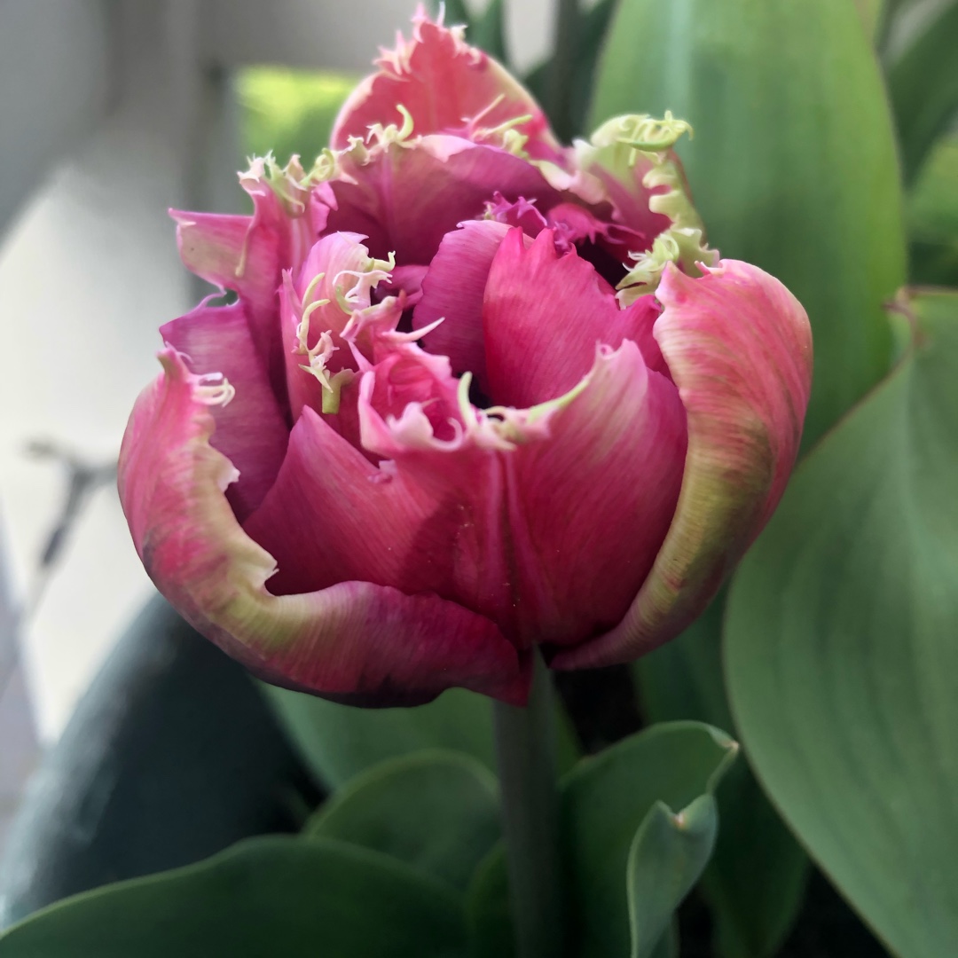 Tulip Mascotte (Fringed) in the GardenTags plant encyclopedia