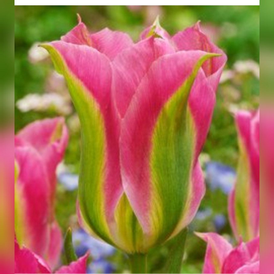 Tulip Virichic (Viridiflora) in the GardenTags plant encyclopedia