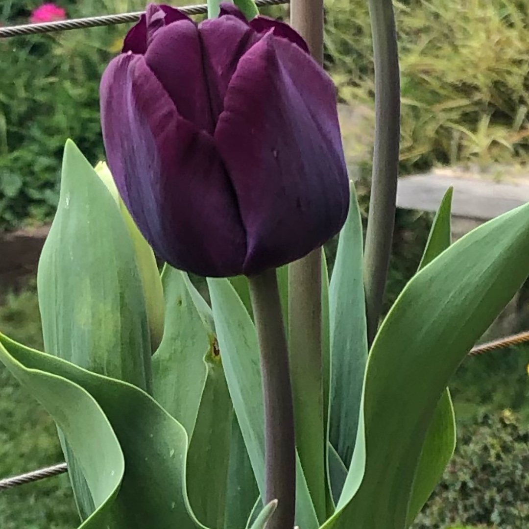 Tulip Saigon (Triumph) in the GardenTags plant encyclopedia