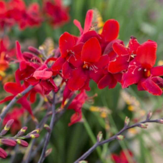 Montbretia Hellfire in the GardenTags plant encyclopedia