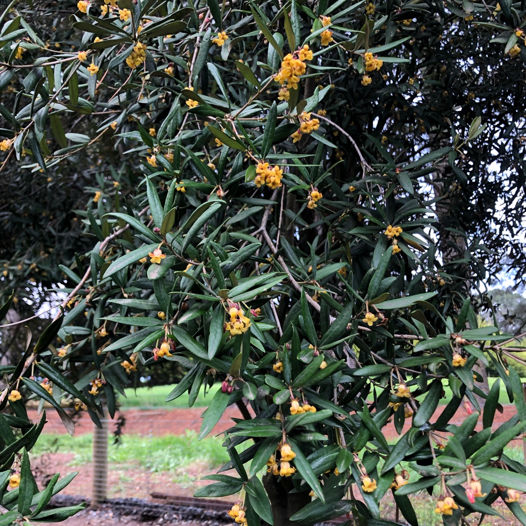 Banyalla in the GardenTags plant encyclopedia