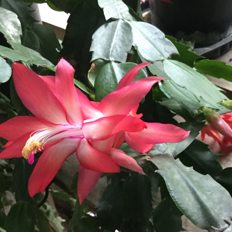 Schlumbergera truncata 'Sunset', Zygo Cactus Sunset in GardenTags plant ...