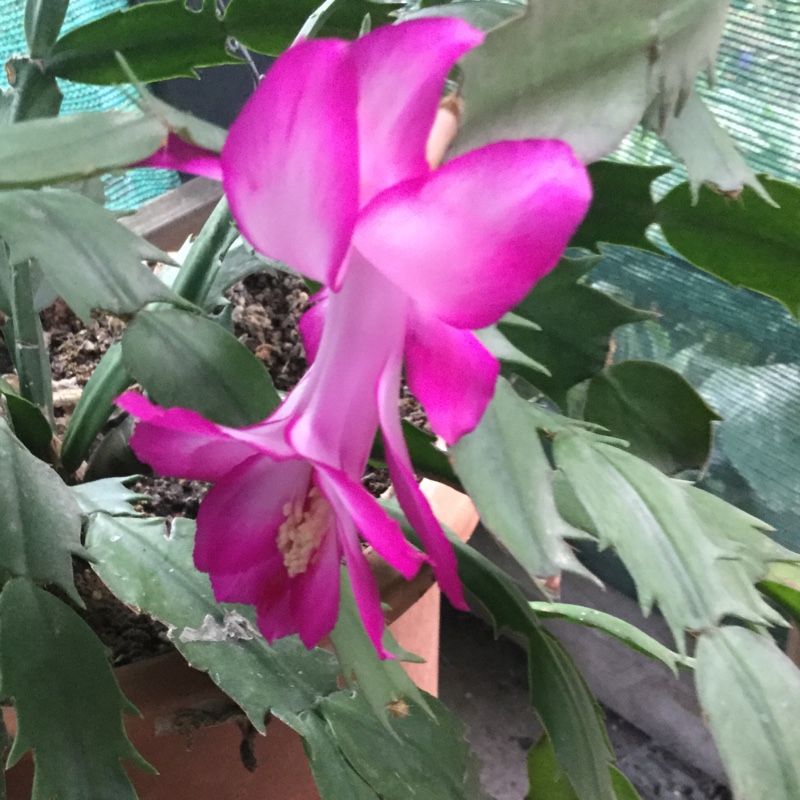 Zygocactus Bolero in the GardenTags plant encyclopedia