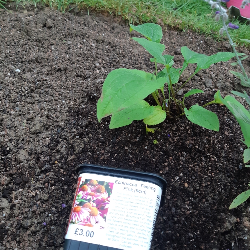 Coneflower Feeling Pink in the GardenTags plant encyclopedia