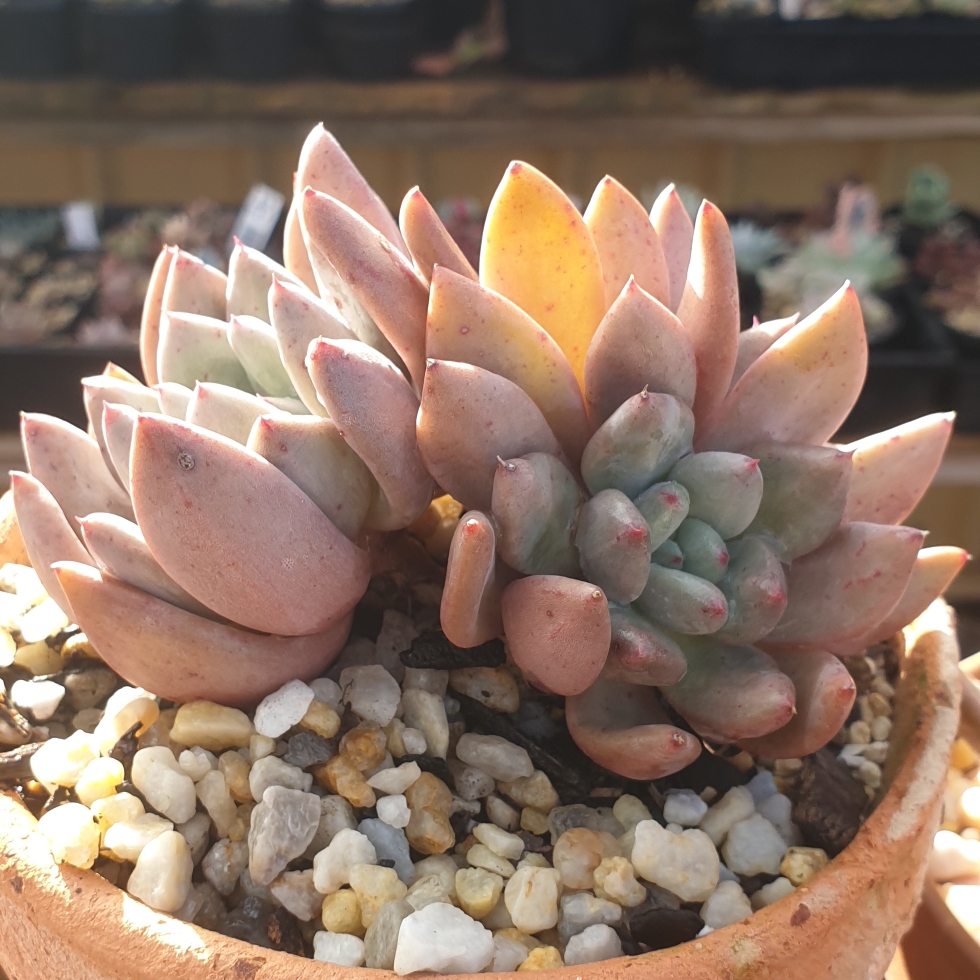 Echeveria Red Dragonfly in the GardenTags plant encyclopedia