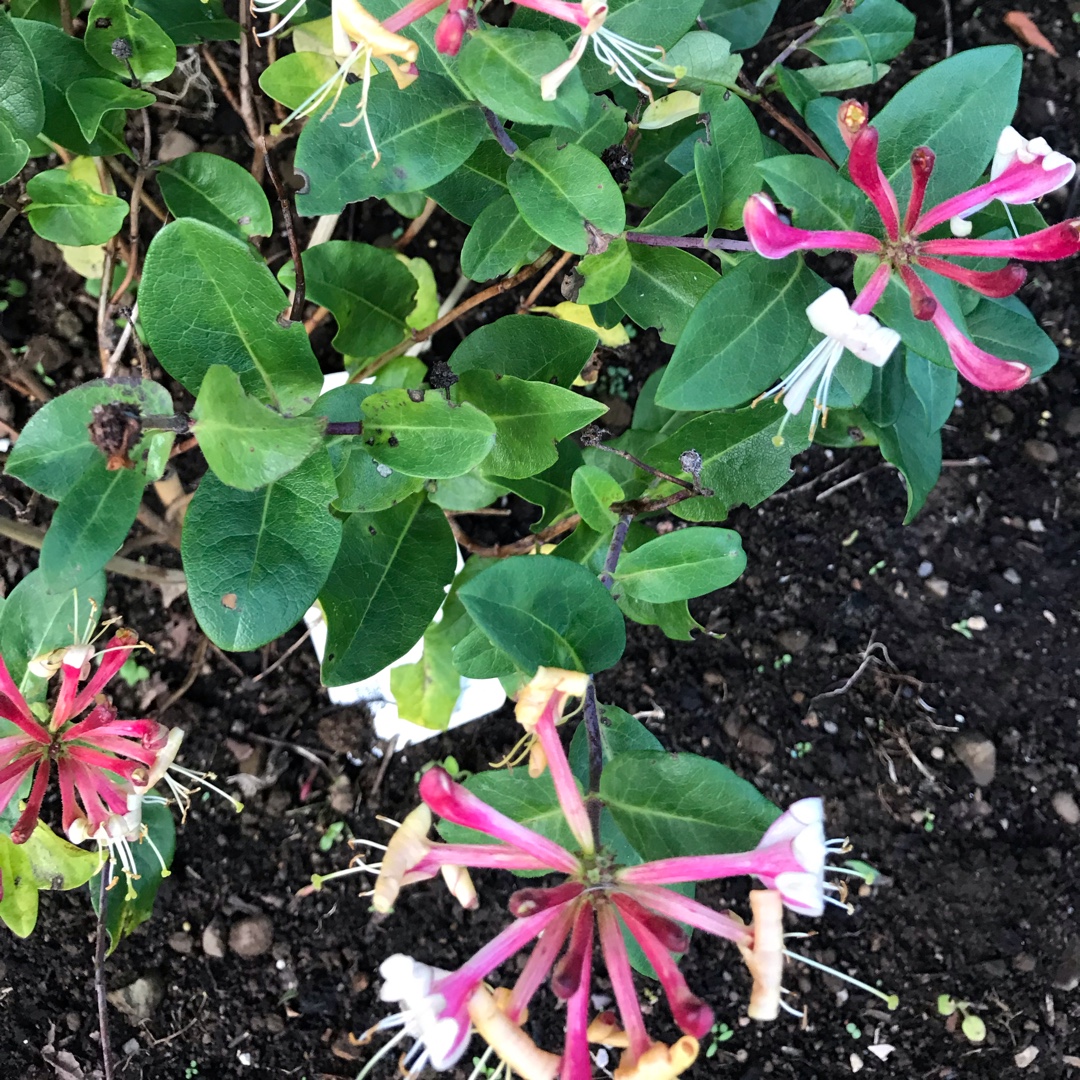 Honeysuckle Caprilia Imperial in the GardenTags plant encyclopedia