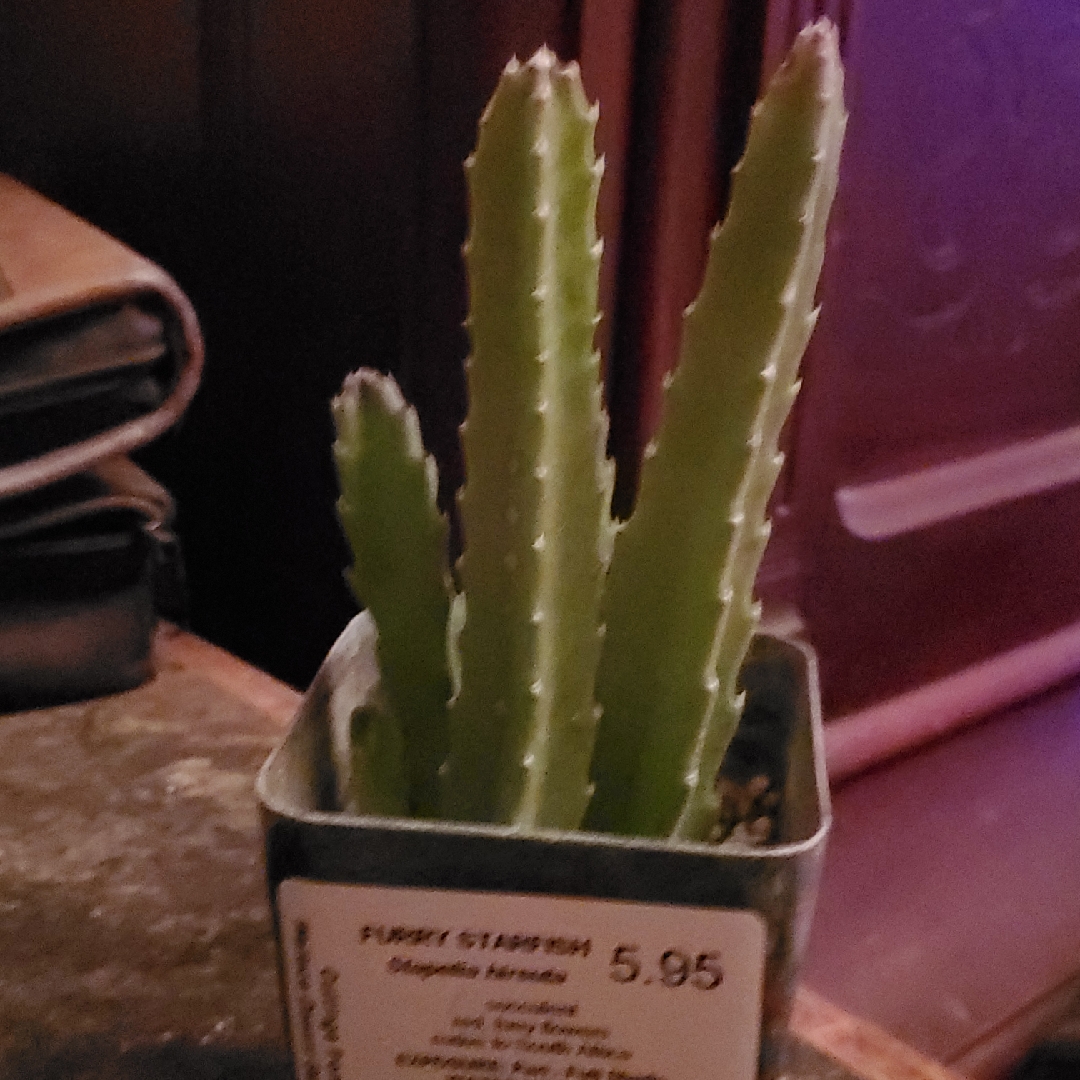 Furry Starfish in the GardenTags plant encyclopedia