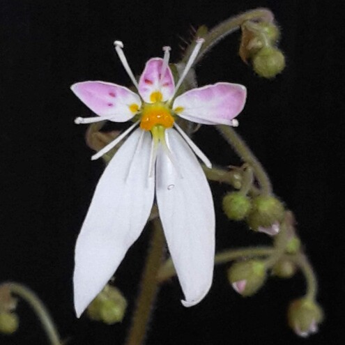 Strawberry Saxifrage in the GardenTags plant encyclopedia