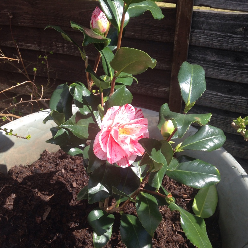 Camellia Betty Foy Sanders in the GardenTags plant encyclopedia