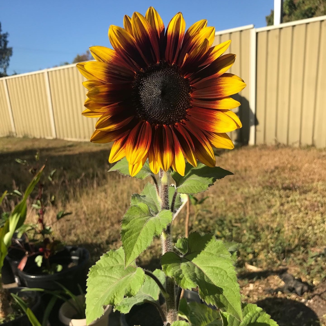 Sunflower Firecracker in the GardenTags plant encyclopedia