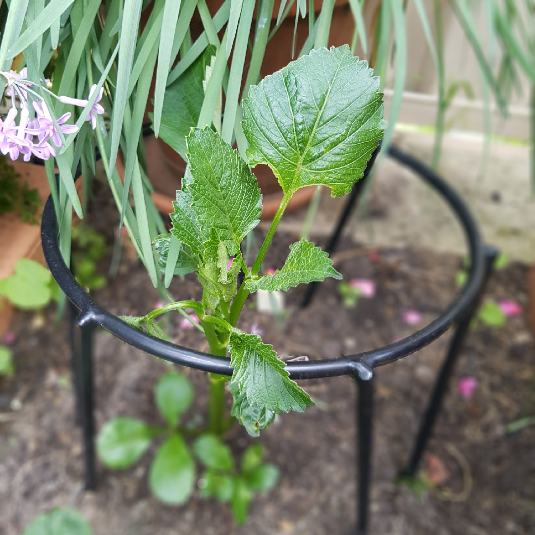 Dahlia Kotara (Decorative) in the GardenTags plant encyclopedia