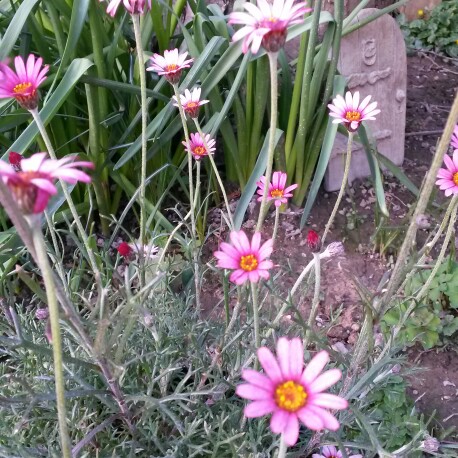 Moroccan Daisy Marrakech in the GardenTags plant encyclopedia