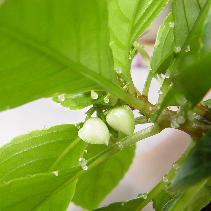 Busy Lizzie Peach Swirl in the GardenTags plant encyclopedia